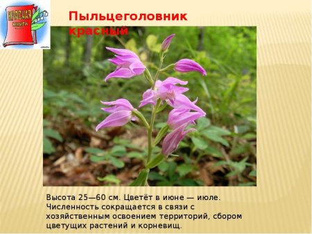 Растения из красной книги Владимирской области