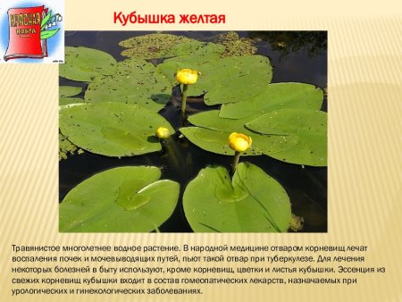 Животные из красной книги Владимирской области