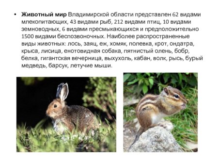 Растительный мир Владимирской области