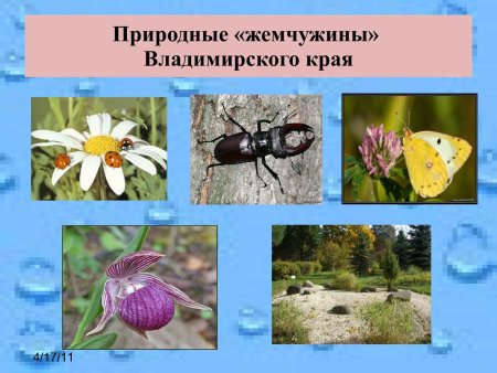 Красная книга Владимирской области книга