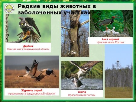 Охраняемые животные Владимирской области