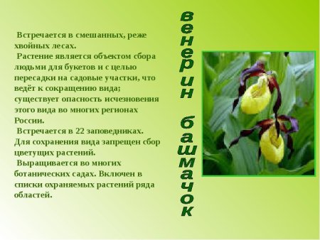 Ятрышник шлемоносный описание