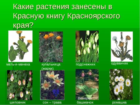 Охраняемые растения Владимирская