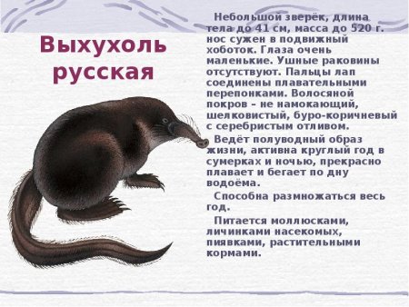 Растения Владимирской области