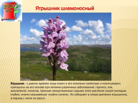 Красная книга Владимирской области обложка