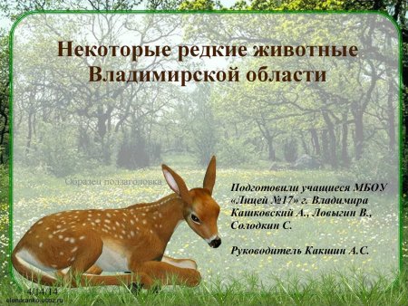 Красная книга Владимирской области кувшинка