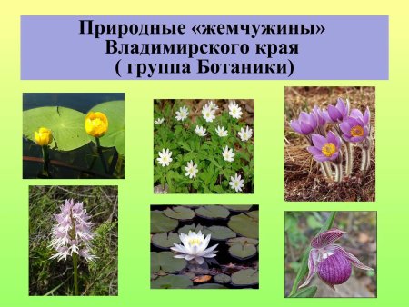 Животный мир Владимирской области