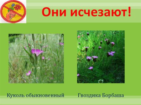 Растения Владимирской области занесенные в красную книгу