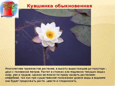 Красная книга России ятрышник шлемоносный