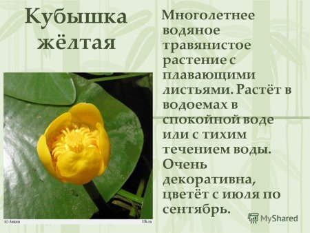 Лекарственные растения Владимирской области