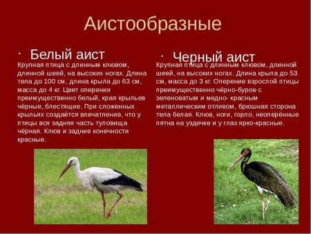 Шпажник черепитчатый i