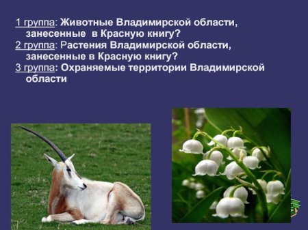 Растения Иркутской области