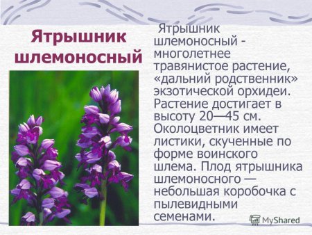 Ветреница краснокнижная