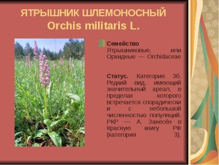 Животные красной книги Владимирской области