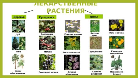 Растения красной книги Тюменской области