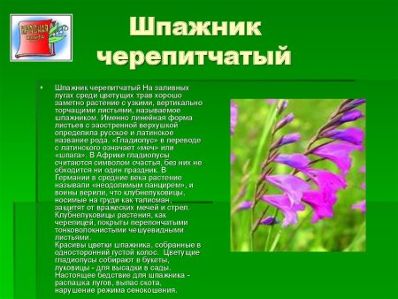 Растения занесенные в красную кувшинка белая