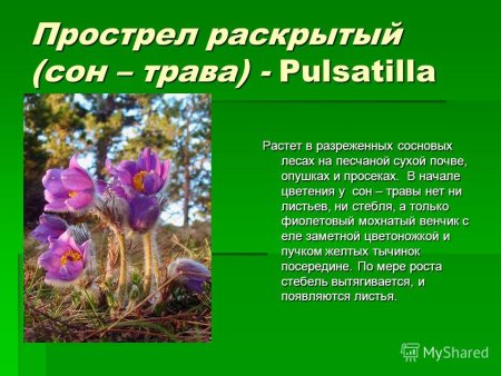 Животные и растения из красной книги