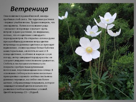 Растения красной книги России Венерин башмачок