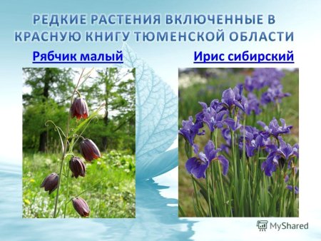 Птицы Владимирской области занесенные в красную книгу