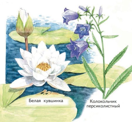 Растения из красной книги рисунки