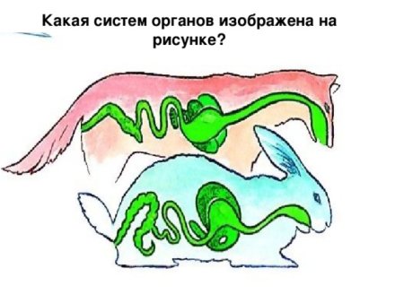 Система органов животного