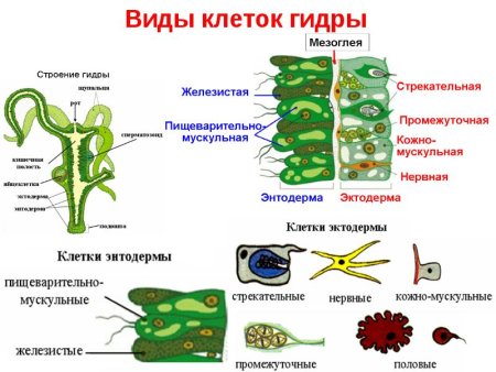 Гидра Пресноводная строение клетки