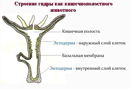 Строение нервная система кишечнополостных животных