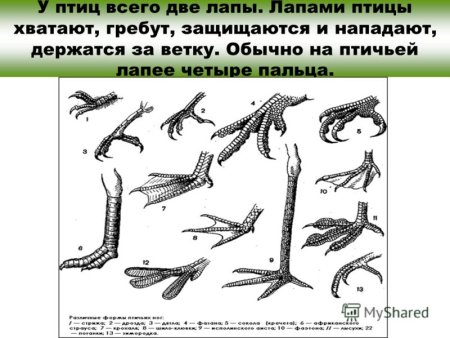 Строение лапы птицы