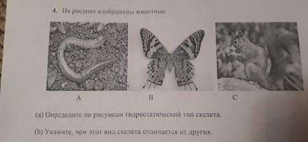 Гидростатический скелет