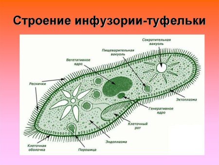 Инфузория туфелька вакуоль