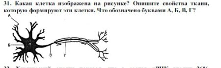 Какая клетка игображены на рисунке