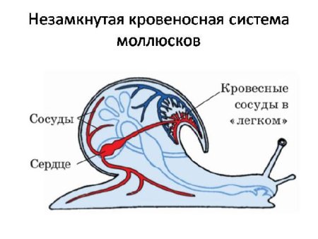 Кровеносная система система брюхоногих моллюсков