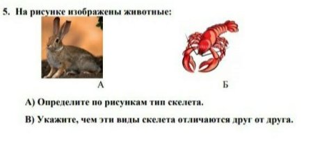 Укажи название животного изображённого на рисунке