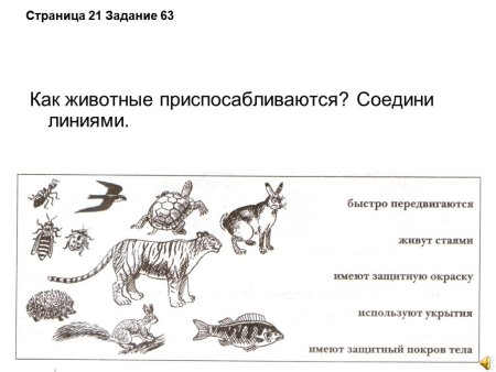 Как приспосабливаются животные