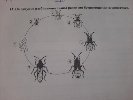 Назовите этапы эволюции беспозвоночных