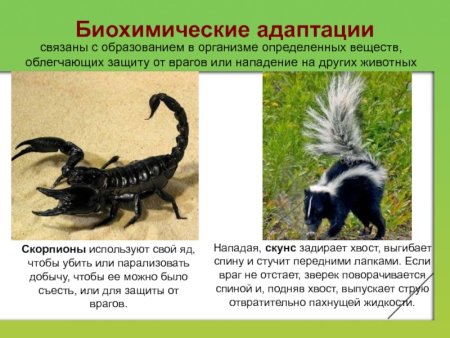 Биохимические адаптации