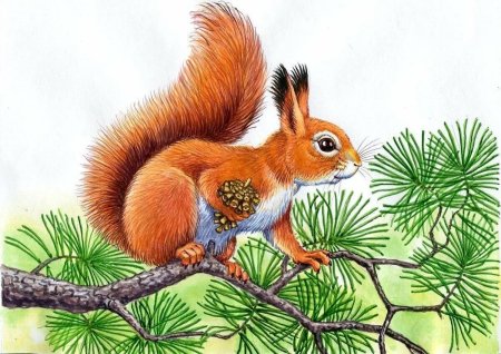 Рисунок белки