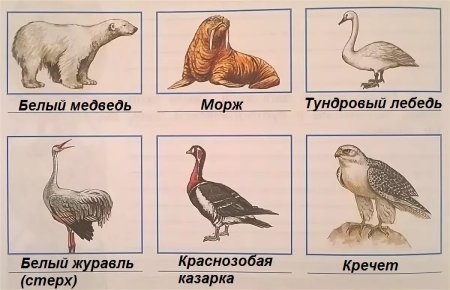Животные арктических пустынь и тундры занесенные в красную книгу