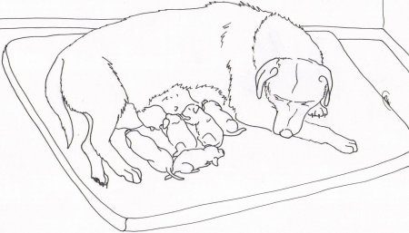 Раскраска мама собака и щенок