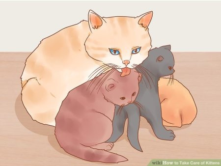 Забота о котятах рисунок