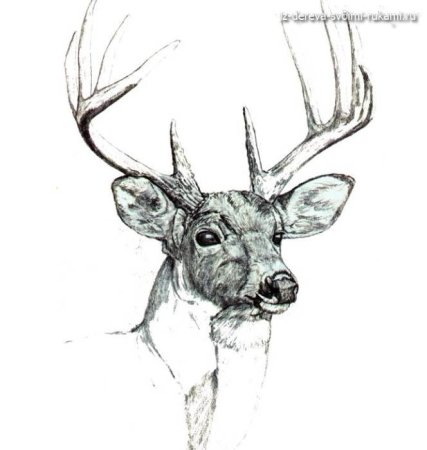 Эскизы для выжигания по дереву животные