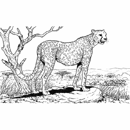 Раскраска гепард