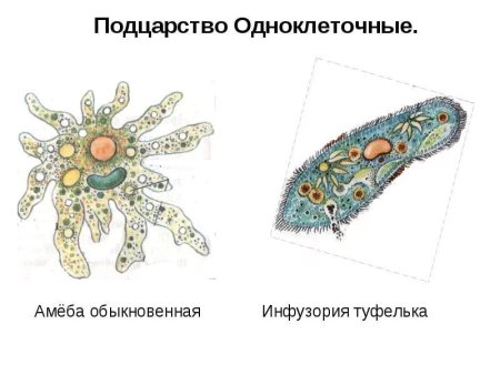 Одноклеточные животные амеба туфелька