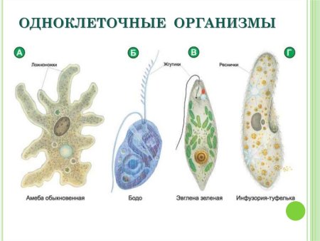 Одноклеточный организм Бодо