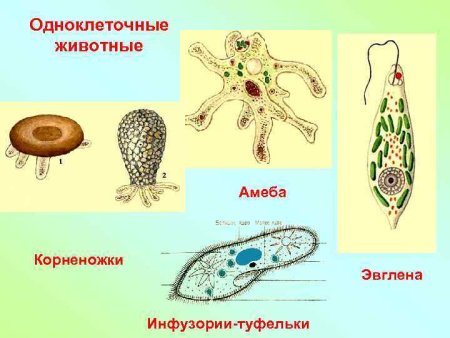 Одноклеточное животное