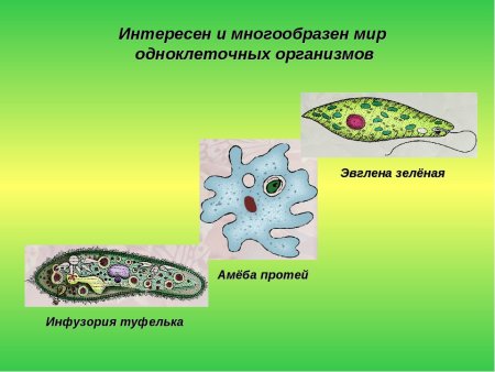 Строение инфузории эвглены зеленой