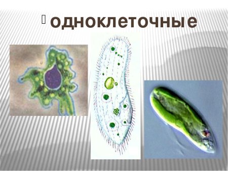 Одноклеточные эукариоты