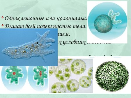 Одноклеточные и колониальные организмы