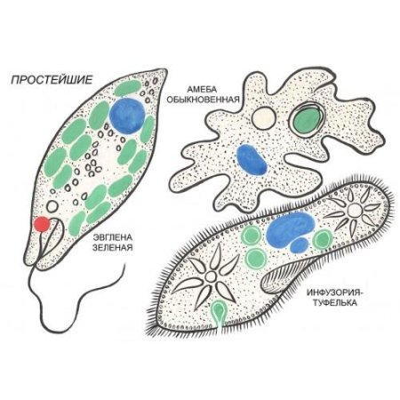 Амеба обыкновенная и инфузория туфелька