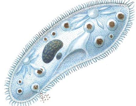 Инфузория Homalozoon